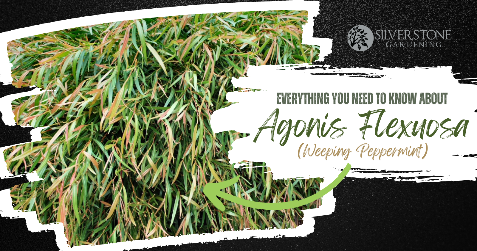 Everything you need to know about Agonis Flexuosa