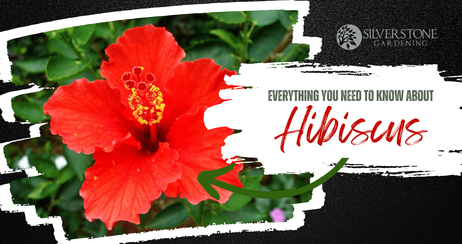 What You Need To Know When Pruning Hibiscus