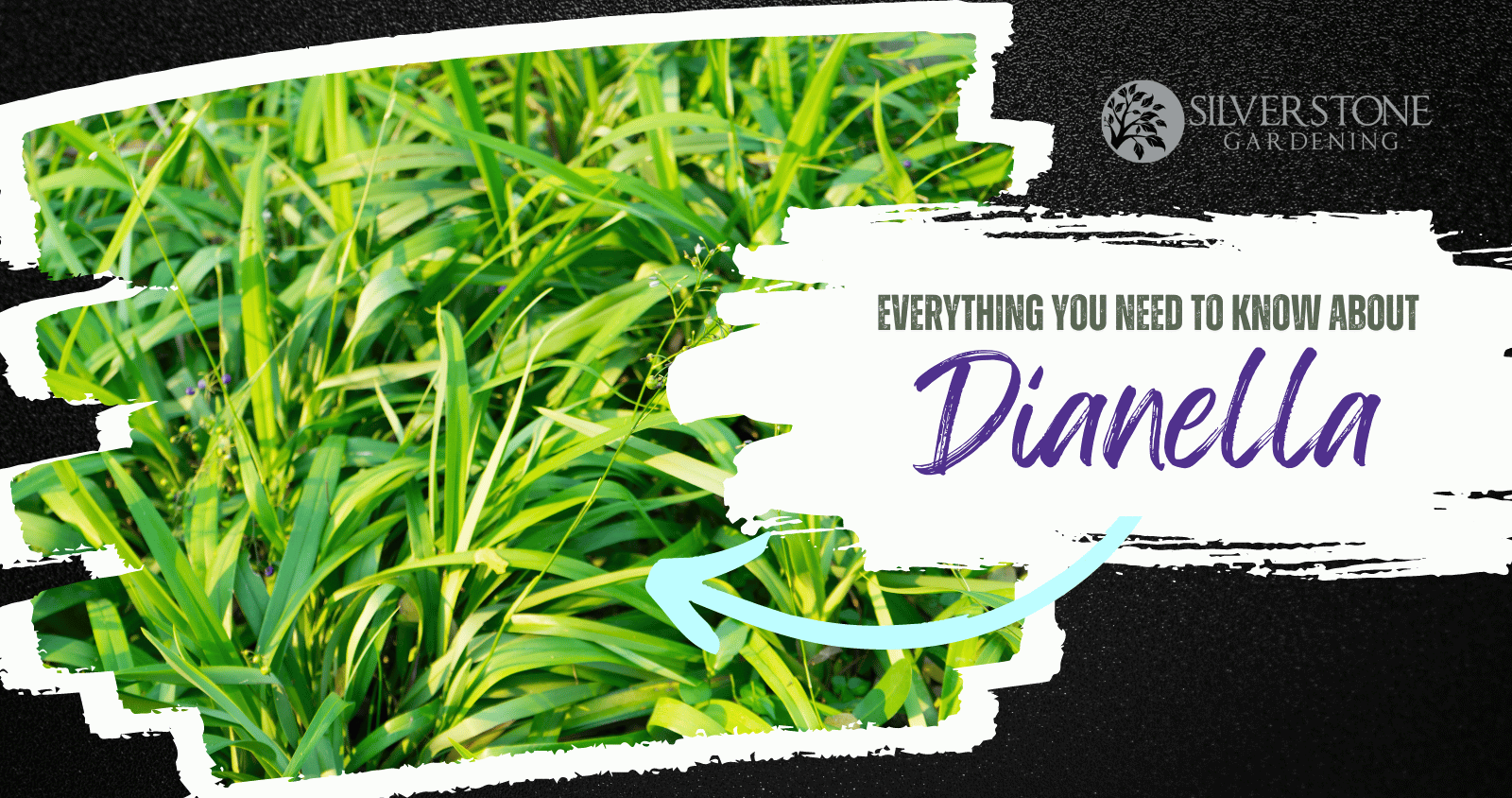 Everything you need to know about Dianella