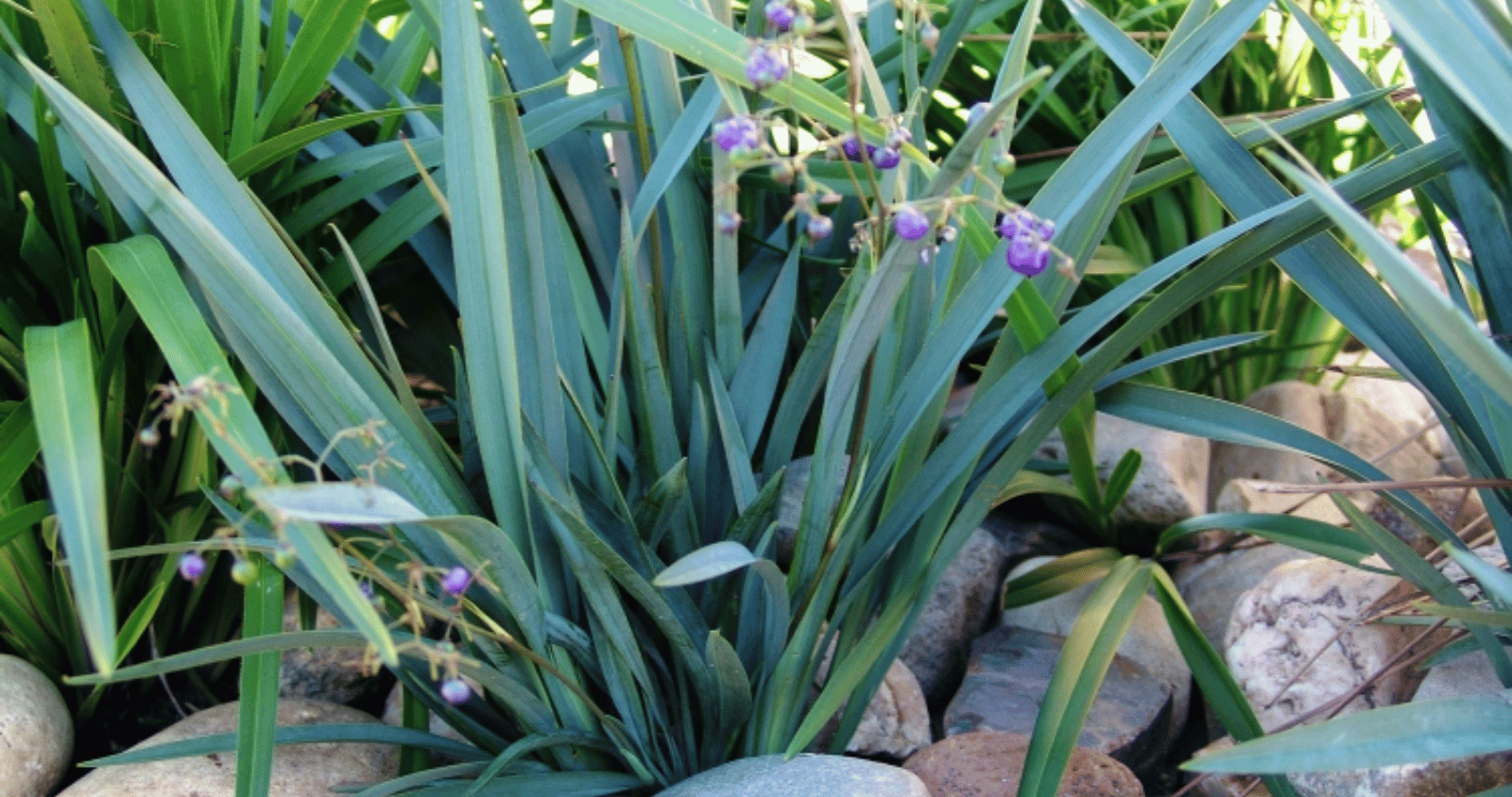 Everything you need to know about Dianella