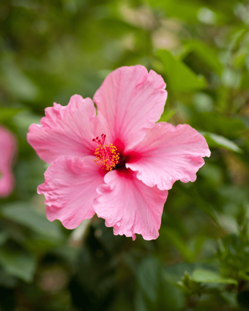 hibiscus flower images