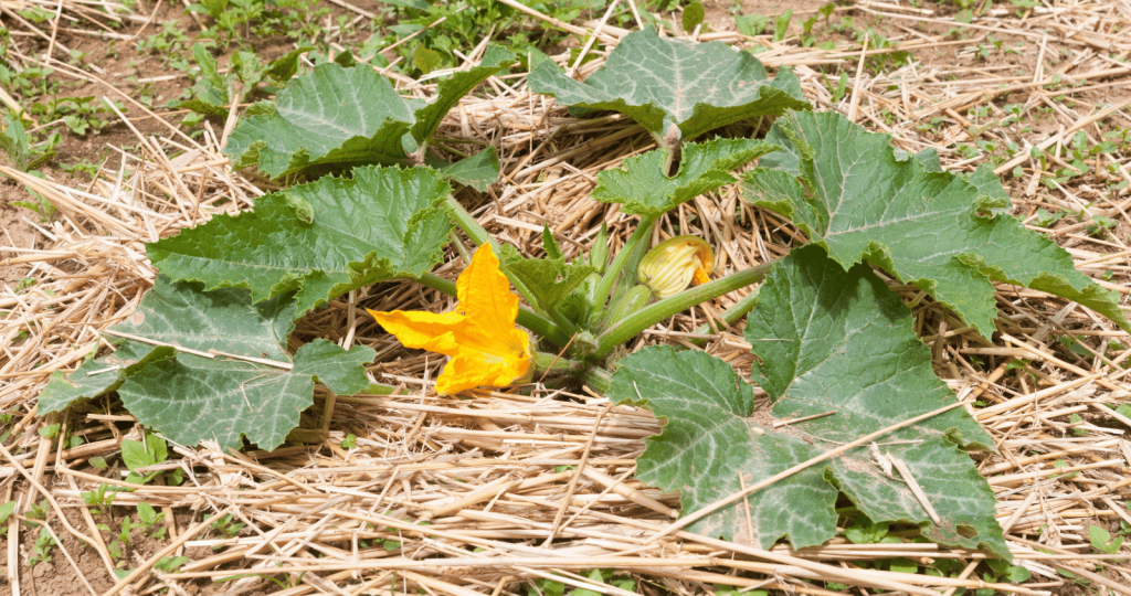 Straw Mulch In Garden Bed