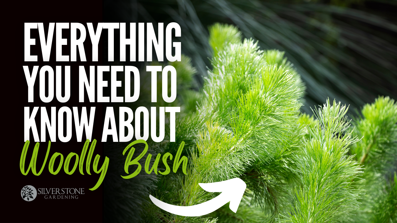 Everything You Need To Know About Woolly Bush – Adenanthos
