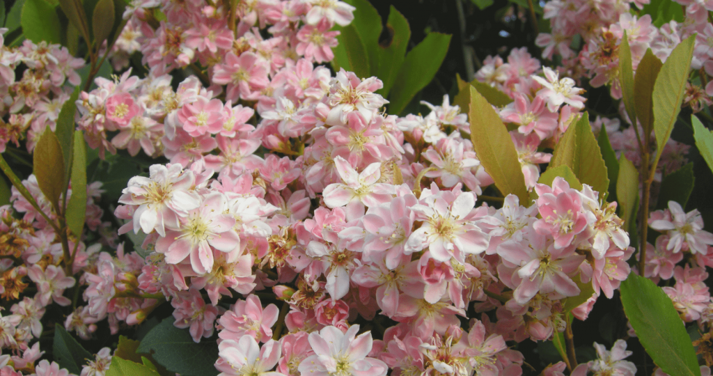 Beautiful Indian Hawthorn Blossoms