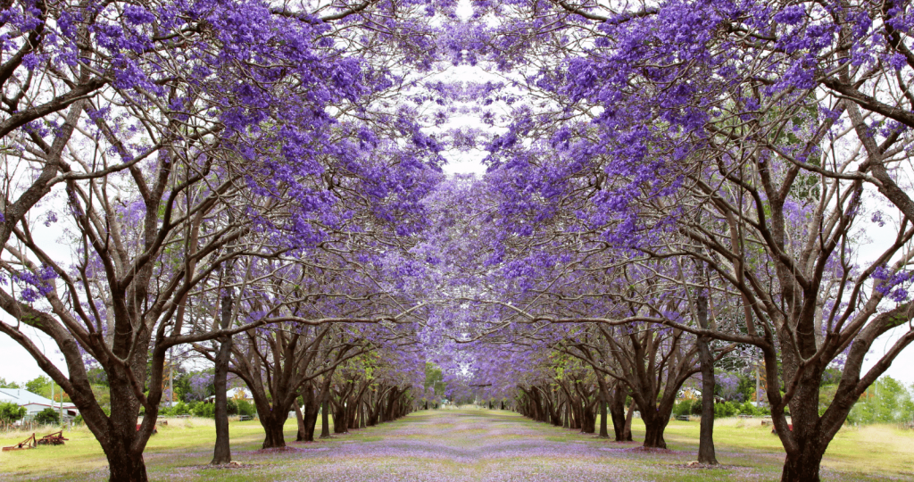 Carpet of purple Jacaranda flowers