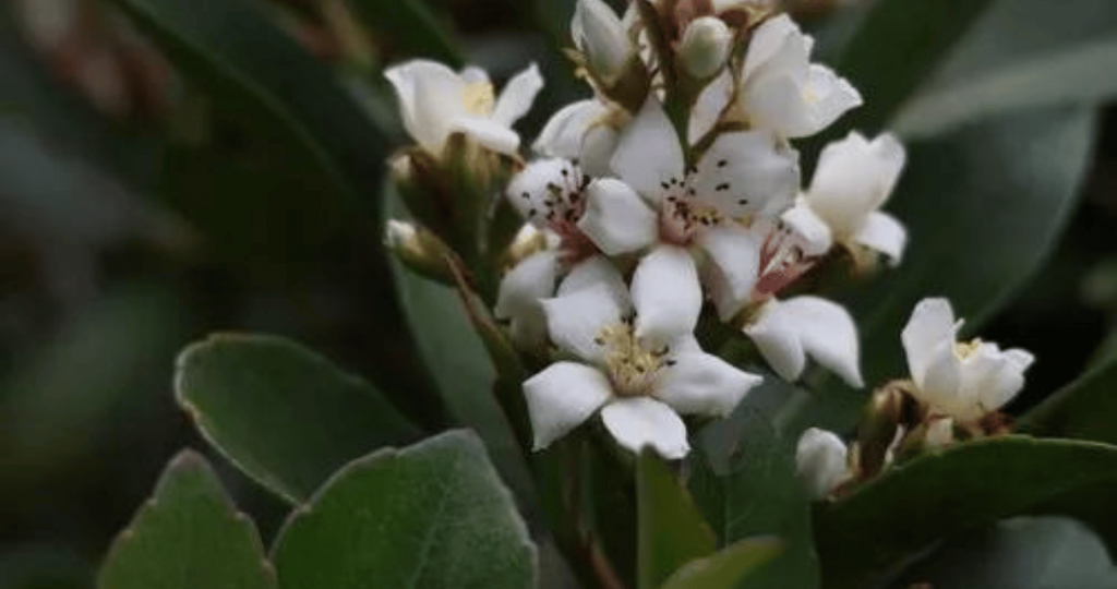 Closeup of Indian Hawthorn