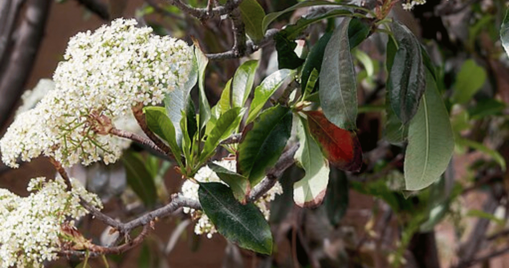 Common Pests and Diseases of Indian Hawthorn