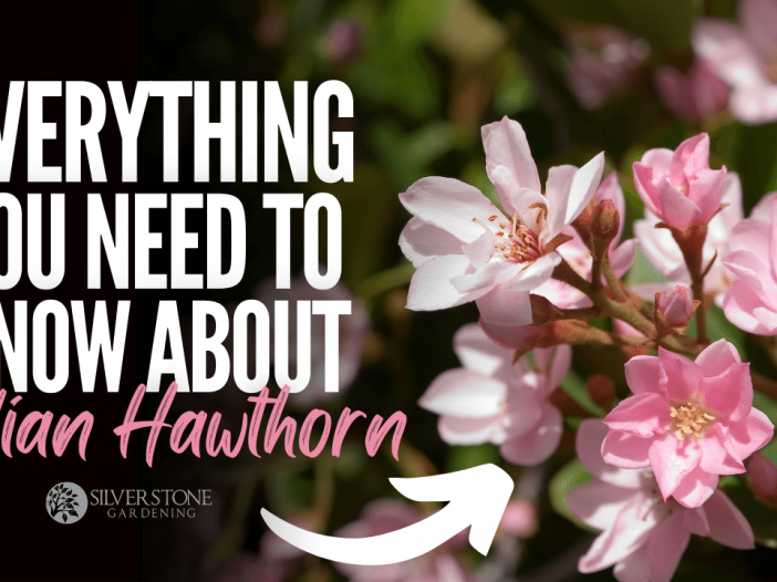 Everything You Need To Know About Indian Hawthorn