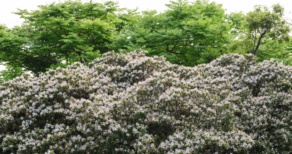 Growth of Indian Hawthorn