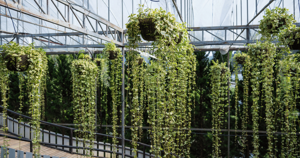 Sample placement of peperomia: hanging in the garden