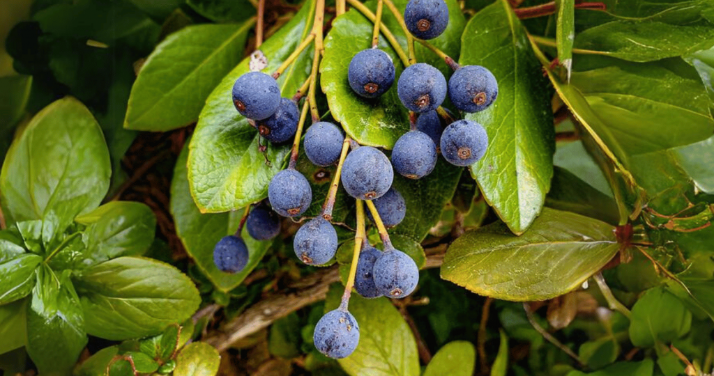 Indian Hawthorn Berries