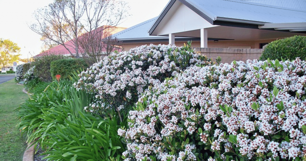 Indian Hawthorn Landscaping Sample