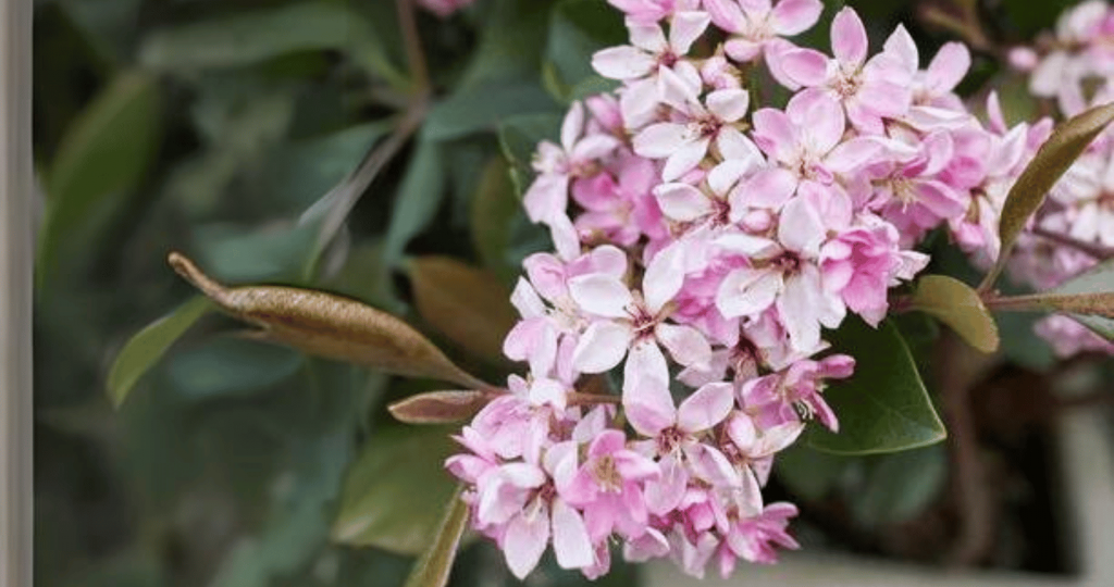 Pink Indian Hawthorn