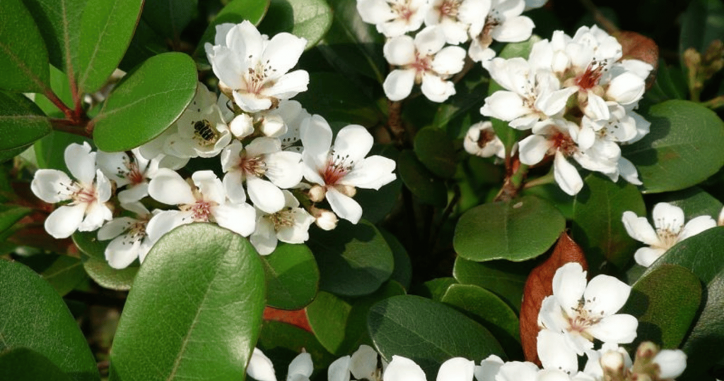 Sunlight Requirements of Indian Hawthorn